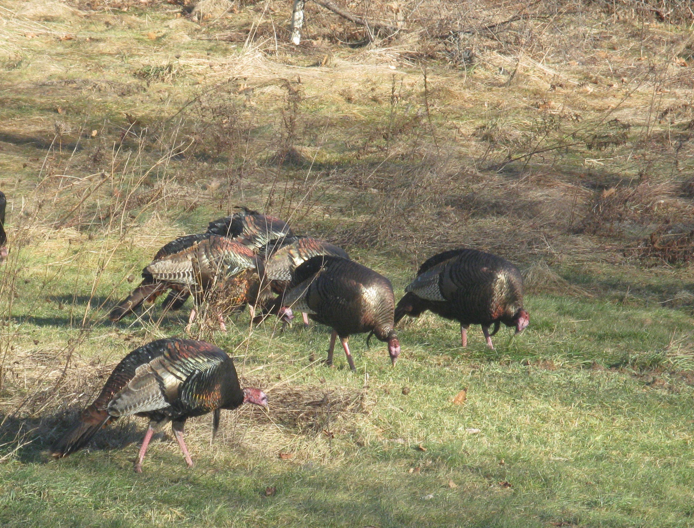 Brillient Irridescence Of Turkeys – B Goes Bloggish